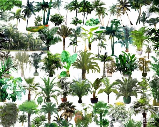 效果图植物 棕榈植物丨
