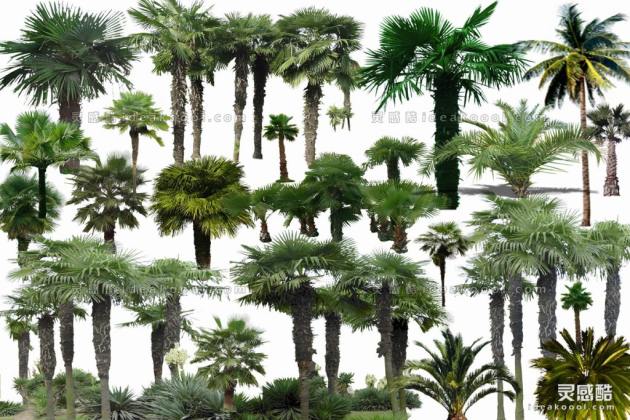 效果图植物 棕榈植物丨