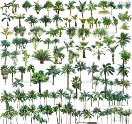 效果图植物 棕榈植物丨
