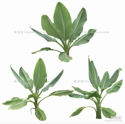 效果图植物 芭蕉丨