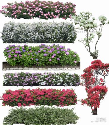 效果图植物 地被花卉丨