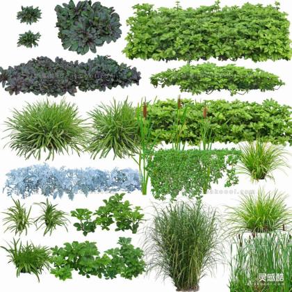 效果图植物 灌木地被a丨