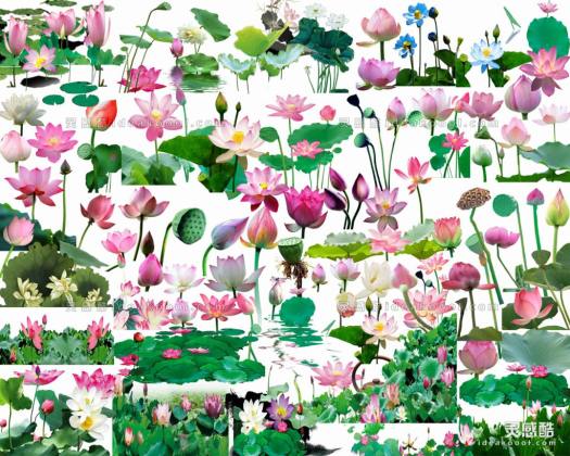 效果图植物 荷花莲花水景植物丨