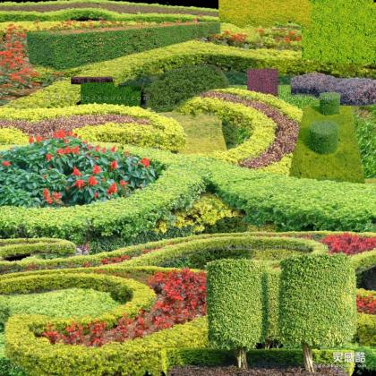 效果图植物 模纹花坛丨