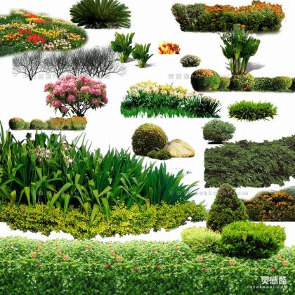 效果图植物 地被花卉a丨
