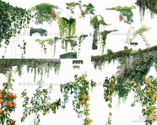 效果图植物 藤蔓垂挂攀爬植物丨