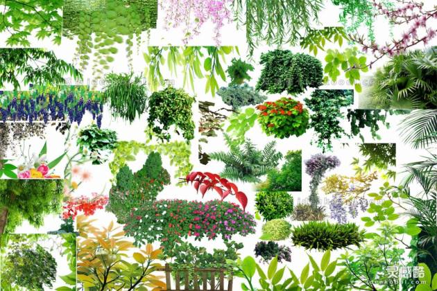 效果图植物 藤蔓垂挂攀爬植物 挂角树丨