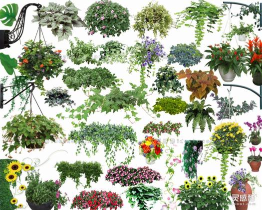 效果图植物 藤蔓垂挂攀爬植物丨