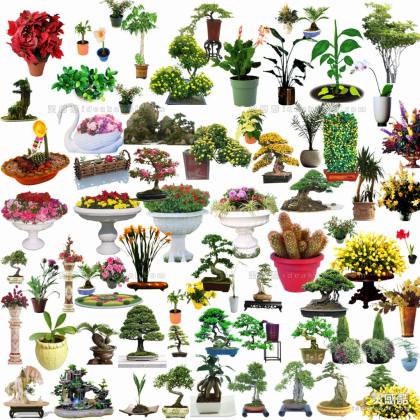 效果图植物 盆景a 盆栽a丨