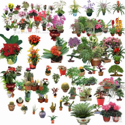 效果图植物 盆栽a丨