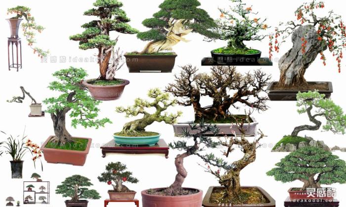 效果图植物 盆景a丨