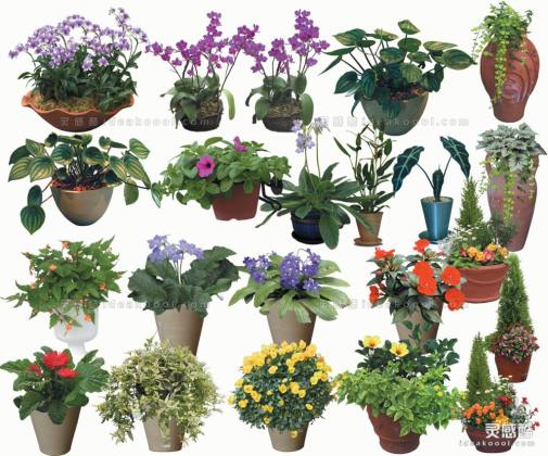 效果图植物 盆栽a丨