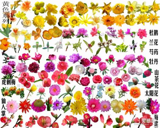 花卉丨