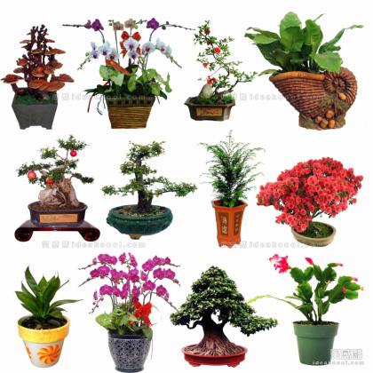 效果图植物 室内盆景a丨