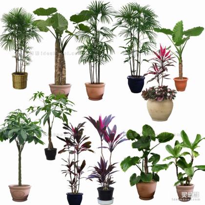 效果图植物 室内盆栽a丨