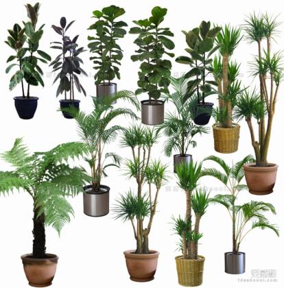 效果图植物 室内盆栽a丨