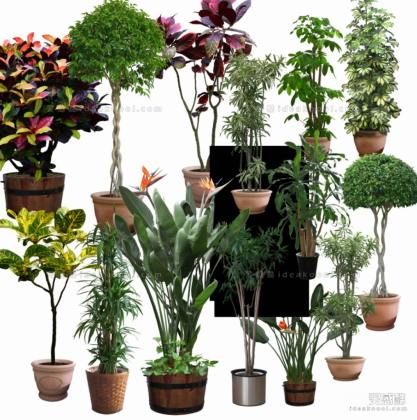 效果图植物 室内盆栽a丨