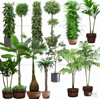 效果图植物 室内盆栽a丨