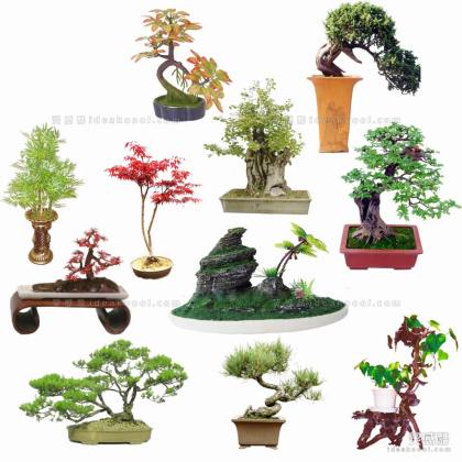 效果图植物 盆景a丨