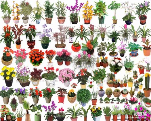 室内植物盆栽a丨