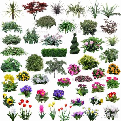效果图植物 地被花卉a丨