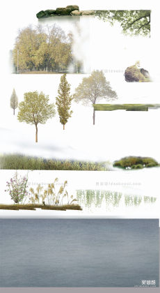 效果图植物 生态植物丨