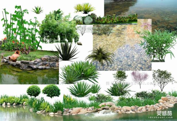 效果图植物 水生生态植物丨