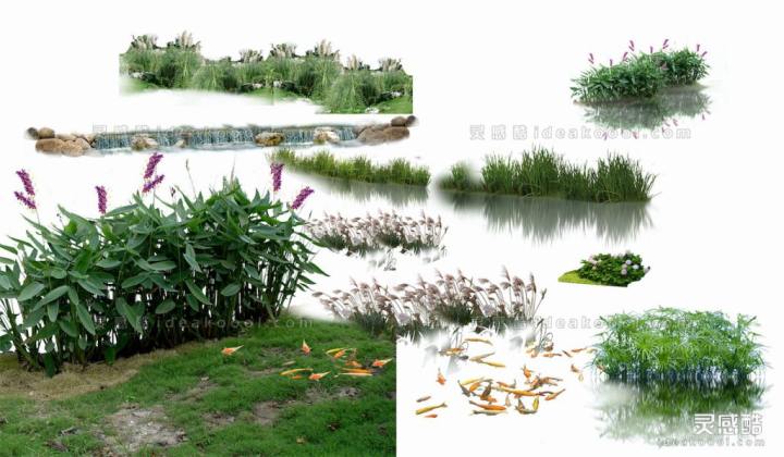 效果图植物 水生生态植物丨