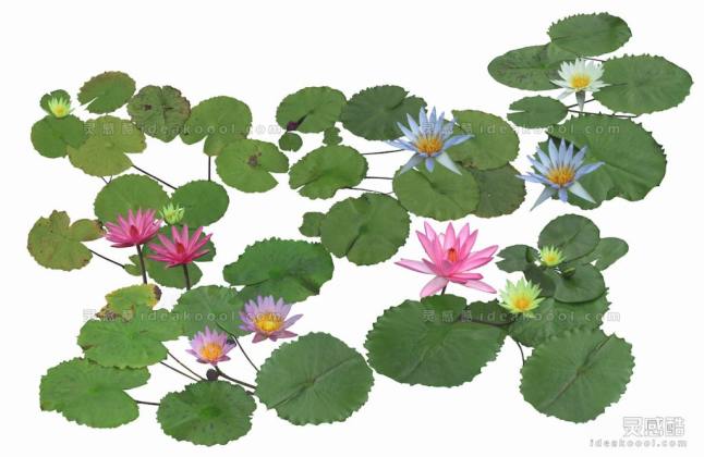 效果图植物 生态植物 睡莲荷花荷叶丨