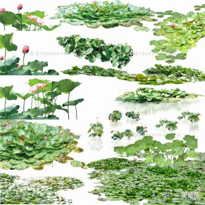 效果图植物 生态植物 莲花荷花丨
