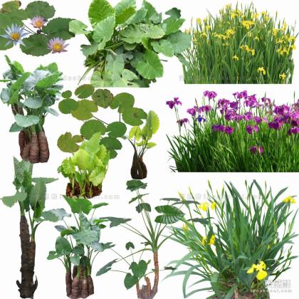 效果图植物 生态植物丨