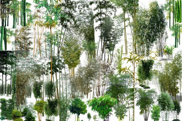 竹子 竹林植物丨